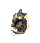 ねこすたんぷその2（個別スタンプ：15）