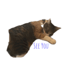 ねこすたんぷその2（個別スタンプ：18）