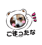 ハル君デコスタンプ（個別スタンプ：9）