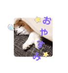 ソラちゃーん！（個別スタンプ：11）