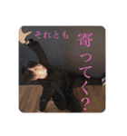 #KPM推さなきゃ損する ☆1☆（個別スタンプ：23）