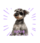 愛犬まる子（個別スタンプ：1）
