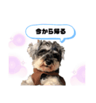 愛犬まる子（個別スタンプ：3）