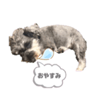 愛犬まる子（個別スタンプ：4）