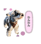 愛犬まる子（個別スタンプ：5）