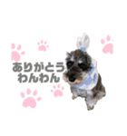 愛犬まる子（個別スタンプ：6）