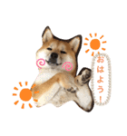 まるぷぅスタンプ（個別スタンプ：5）