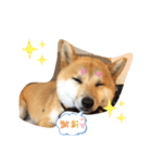 まるぷぅスタンプ（個別スタンプ：7）