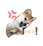 まるぷぅスタンプ（個別スタンプ：11）