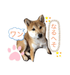 まるぷぅスタンプ（個別スタンプ：12）