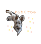 まるぷぅスタンプ（個別スタンプ：13）