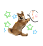 まるぷぅスタンプ（個別スタンプ：16）