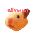 ハムスターのあべちゃん（個別スタンプ：1）