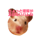 ハムスターのあべちゃん（個別スタンプ：2）