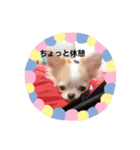 わんこちゃんたち♥（個別スタンプ：1）
