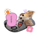わんこちゃんたち♥（個別スタンプ：3）