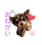 わんこちゃんたち♥（個別スタンプ：4）