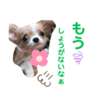 わんこちゃんたち♥（個別スタンプ：6）