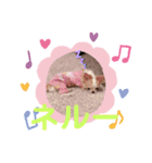 わんこちゃんたち♥（個別スタンプ：7）