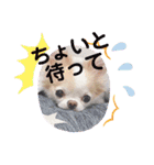 わんこちゃんたち♥（個別スタンプ：10）