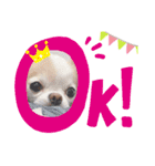 わんこちゃんたち♥（個別スタンプ：11）