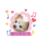 わんこちゃんたち♥（個別スタンプ：16）