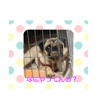 パグミ（個別スタンプ：7）