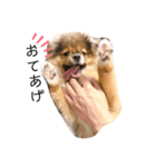 小太郎すたんぷ1（個別スタンプ：1）