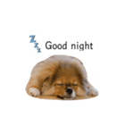 小太郎すたんぷ1（個別スタンプ：4）