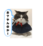 横さんちのCat'sスタンプ（個別スタンプ：1）
