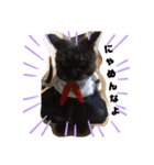 横さんちのCat'sスタンプ（個別スタンプ：2）