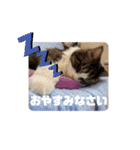 横さんちのCat'sスタンプ（個別スタンプ：4）
