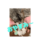 横さんちのCat'sスタンプ（個別スタンプ：5）