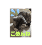 横さんちのCat'sスタンプ（個別スタンプ：6）