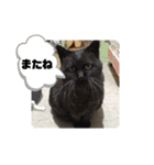 横さんちのCat'sスタンプ（個別スタンプ：7）