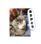 横さんちのCat'sスタンプ（個別スタンプ：9）
