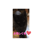 横さんちのCat'sスタンプ（個別スタンプ：10）