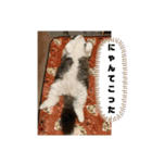 横さんちのCat'sスタンプ（個別スタンプ：11）