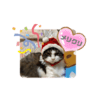 横さんちのCat'sスタンプ（個別スタンプ：13）