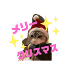 横さんちのCat'sスタンプ（個別スタンプ：14）