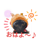 黒猫ちゃんのファミリィ挨拶（個別スタンプ：1）