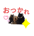 黒猫ちゃんのファミリィ挨拶（個別スタンプ：4）