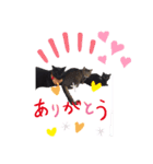 黒猫ちゃんのファミリィ挨拶（個別スタンプ：12）