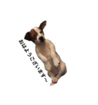 ジャックラッセル犬ピッピ敬語編（個別スタンプ：1）