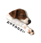 ジャックラッセル犬ピッピ敬語編（個別スタンプ：2）