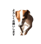 ジャックラッセル犬ピッピ敬語編（個別スタンプ：3）