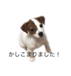 ジャックラッセル犬ピッピ敬語編（個別スタンプ：4）