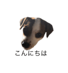 ジャックラッセル犬ピッピ敬語編（個別スタンプ：5）