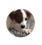 ジャックラッセル犬ピッピ敬語編（個別スタンプ：6）
