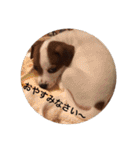 ジャックラッセル犬ピッピ敬語編（個別スタンプ：8）